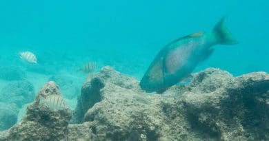 A large parrotfish scrapes algae from a Hawaiian reef. CREDIT Noam Altman-Kurosaki