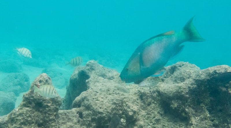 A large parrotfish scrapes algae from a Hawaiian reef. CREDIT Noam Altman-Kurosaki