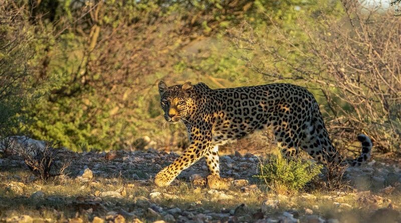 Leopard CREDIT Photo by Brutus Östling