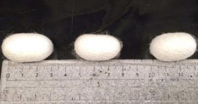The resultant cocoons with different CNF wt% (0,5, and 10 wt% from left to right). CREDIT Tohoku University