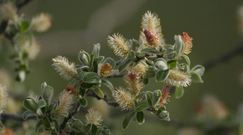 A gray willow flowers in Greenland. CREDIT Eric Post, UC Davis