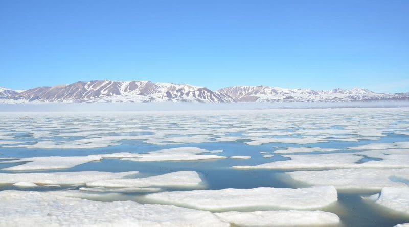 When the spring sets in in the Arctic, the metre-thick sea ice begins to melt. Melt ponds on the surface of the sea ice bring so much sunlight into the underlying seawater that the mixotrophic plankton algae start to grow dramatically. During an approx. 9-day period, the plankton can produce up to half of the total annual pelagic production in the high-Arctic fjord, Young Sound, in northeast Greenland. Several mixotrophic algae species are toxic. CREDIT Photo: Lars Chresten Lund Hansen and Dorte H. Søgaard