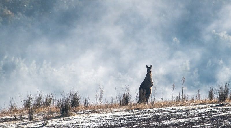 Eastern Grey Kangaroo Australian Australia Wildlife
