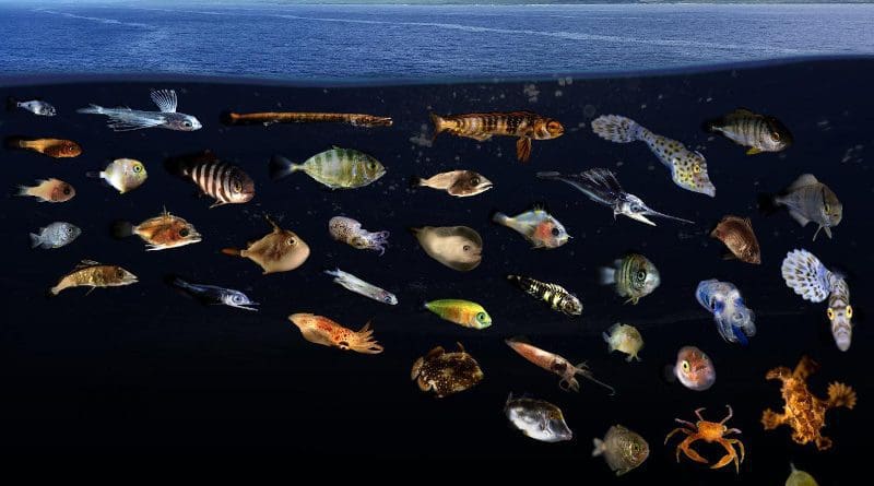 Composite image showing just a small portion of the remarkable diversity of larval and juvenile fishes and invertebrates found living in surface slick nurseries along West Hawaii Island. CREDIT Credit: Larval photos: Jonathan Whitney (NOAA Fisheries), Slick photo: Joey Lecky (NOAA Fisheries).