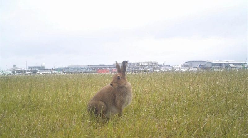 Investigators have published a global review of mammal strikes with aircraft, noting that events have been increasing by up to 68% annually. CREDIT Samantha Ball