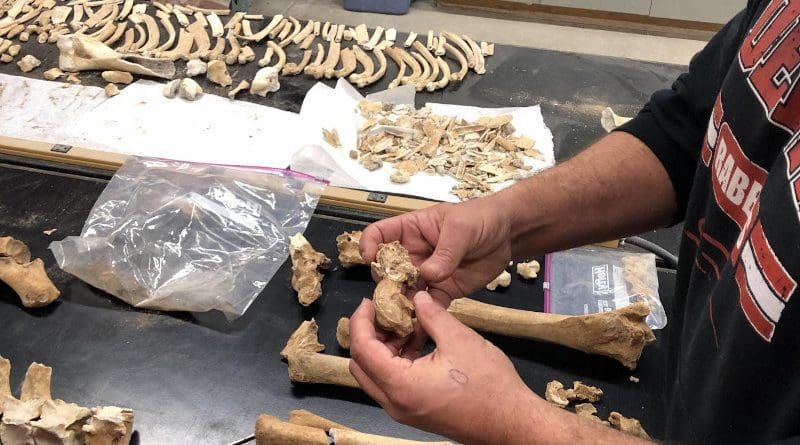 Study coauthor Isaac Hart of the university of Utah compares a healthy talus bone from the Lehi horse with one heavily impacted by arthritis. CREDIT William Taylor