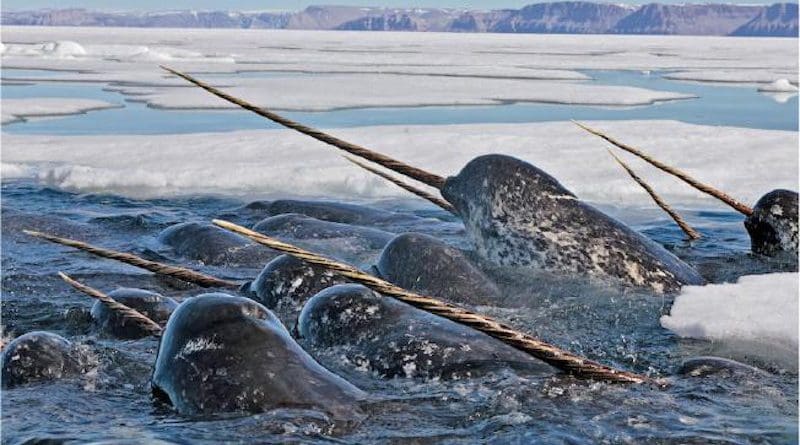 Narwhals with their characteristic spiralled tusks in dense pack ice. CREDIT Paul Nicklen / paulnicklen.com