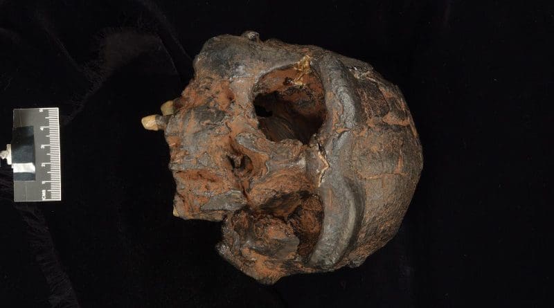 Replica of the Sangiran 17 Homo erectus cranium from Java. CREDIT Photo supplied by the Trustees of the Natural History Museum.