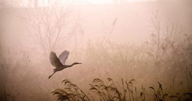 morning bird fog Egret Flying Fog Dawn Sunrise Grass Reed Heron