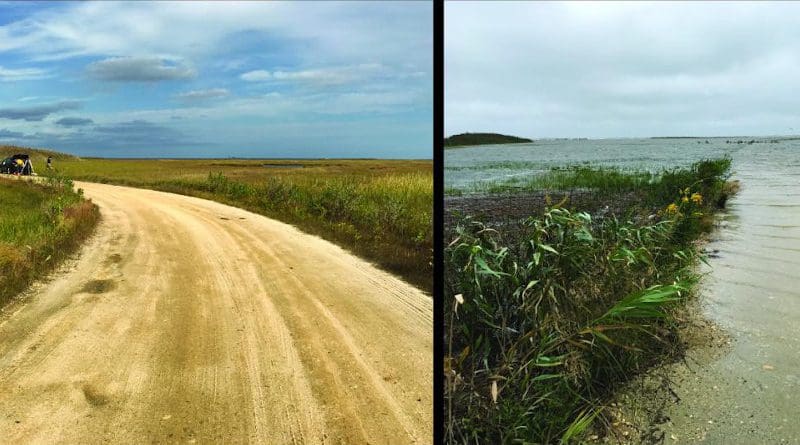 Sea-level rise leads to increased flooding at the Edwin B. Forsythe National Wildlife Refuge in New Jersey. The photos show approximately the same view in October (left) and September 2016. Both photos show the same round hill in the upper left corner. CREDIT Jennifer S. Walker, Rutgers University
