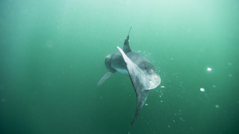 These baby great white sharks love to hang out near new york