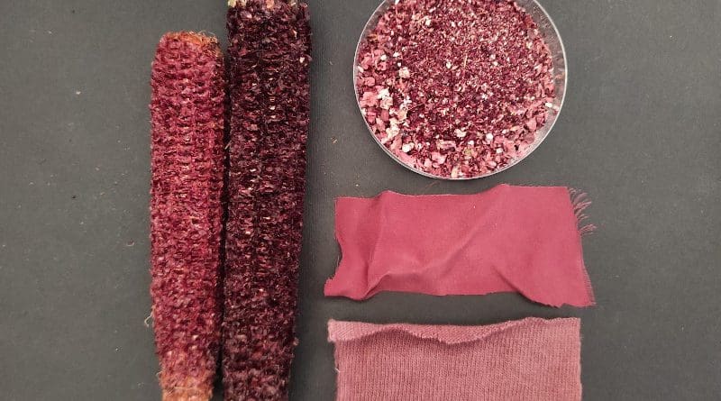 Researchers extracted pigment from purple corn cobs (left) for supplements and dyeing fabrics (bottom right), and tested the remaining grounds (top right) for animal litter. CREDIT Patrizia De Nisi