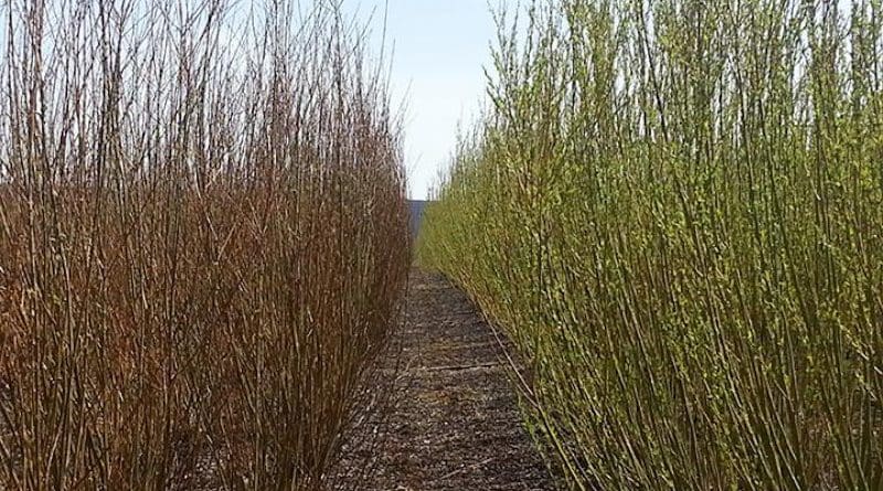 Two types of shrub willow: Fabius (left) and Preble (right). The willow shoots are one year old; the crowns five years old. CREDIT Armen Kemanian
