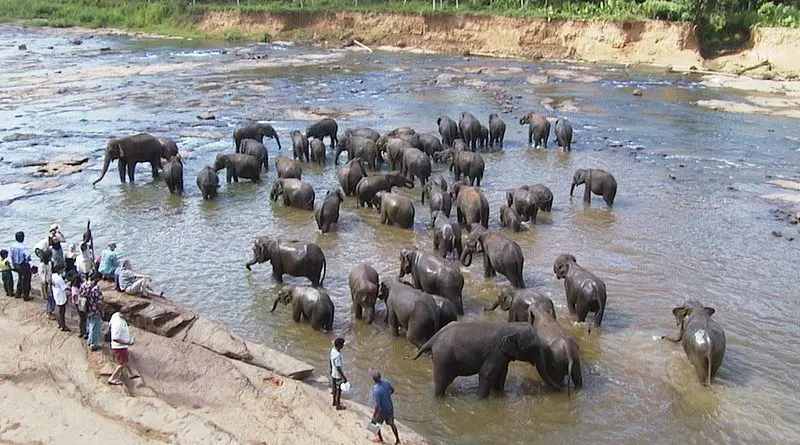 Elephants in Pinnawella, Sri Lanka