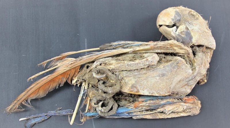 Mummified scarlet macaw recovered from Pica 8 in northern Chile. Calogero Santoro and José Capriles. CREDIT Calogero Santoro, Universidad de Tarapacá, and José Capriles, Penn State