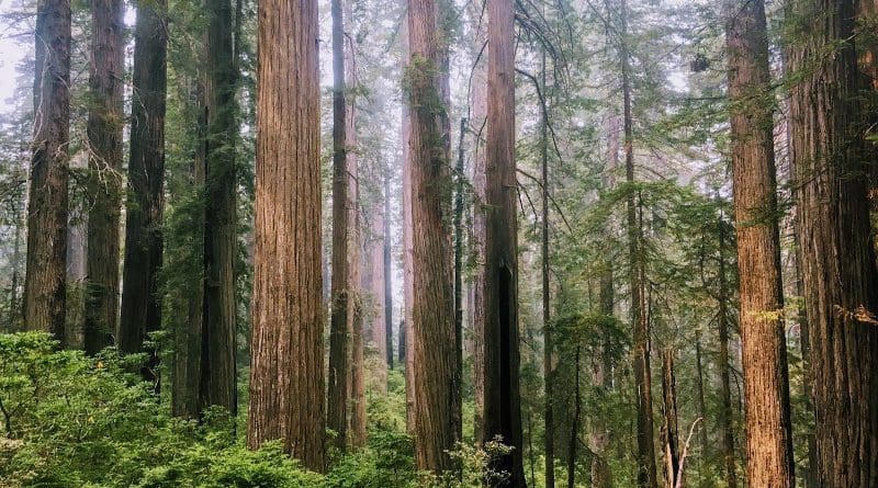 Redwood second-growth. CREDIT David Roon, OSU