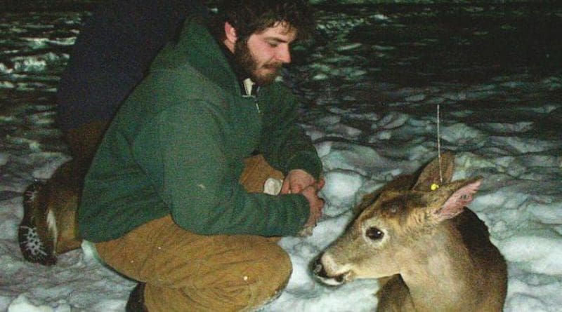 Field technicians Greg Huchko (front) and Jason Kougher (back) are shown with a young buck waking up after being captured in a drop net, sedated and processed. The device on the deer is a VHF ear-tag transmitter. CREDIT Diefenbach Lab, Penn State