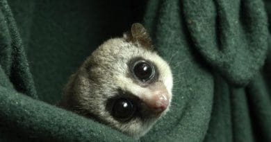 Researchers at the Duke Lemur Center have been changing up their care to more closely match the seasonal fluctuations they experience in the wild. CREDIT Photo by David Haring, Duke Lemur Center