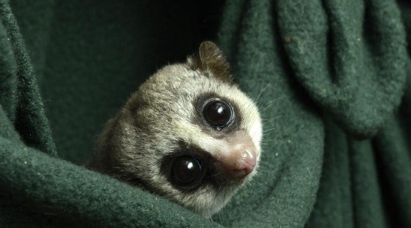 Researchers at the Duke Lemur Center have been changing up their care to more closely match the seasonal fluctuations they experience in the wild. CREDIT Photo by David Haring, Duke Lemur Center
