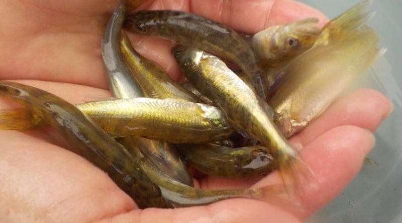 Slightly higher water temperatures in some upper Midwest lakes have resulted in increased growth rates for young walleyes like these, but if water temperatures continue to rise, influenced by a warming climate, walleye populations in the region ultimately will suffer. CREDIT Gretchen Hansen, University of Minnesota
