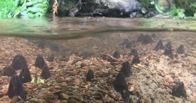 Freshwater mussels Margaritifera falcata in a small tributary of the Umpqua River CREDIT Kaegan Scully-Engelmeyer