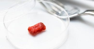 Researchers at The University of Tokyo develop a method of culturing meat in the laboratory in the form of millimeter-scale contractile beef muscle that closely simulates steak meat CREDIT Institute of Industrial Science, the University of Tokyo