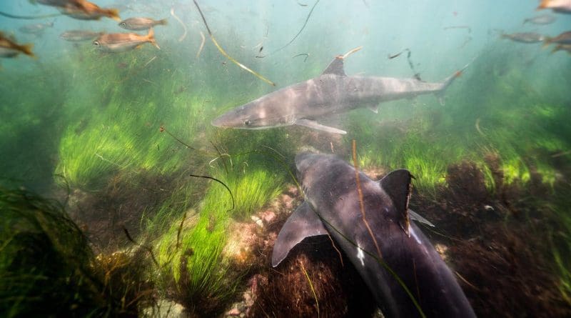 Soupfin sharks schooling in the shallows off La Jolla, Calif. Scripps and USD researcher Andy Nosal found that these sharks return to the same warm waters every three years, presumably to help gestate their embryos. CREDIT Trystan Snodgrass