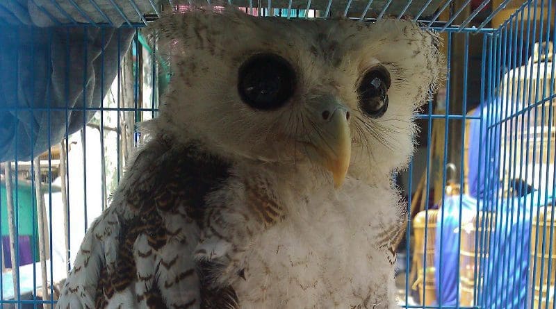 Barred Owl Indonesia CREDIT Vincent Nijman