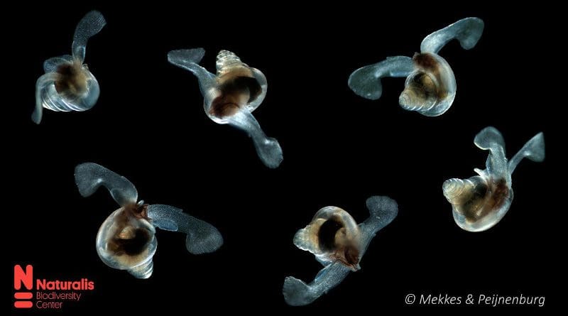 A compilation of sea butterflies "Limacina retroversa" captured during the AMT27 ocean expedition. CREDIT Credits: Lisette Mekkes & Katja Peijnenburg, Naturalis.