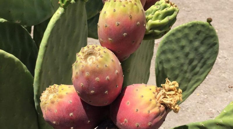 Among three cactus varieties researched by the University of Nevada, Reno as drought-tolerant crops for biofuel, Opuntia ficus-indica produced the most fruit while using up to 80% less water than some traditional crops. CREDIT Photo by John Cushman, University of Nevada, Reno.
