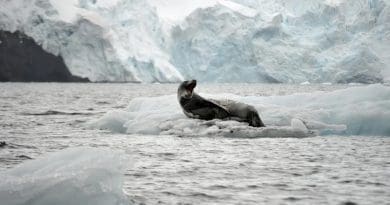 Leopard Leopard Seal Ice Glacier Antarctica