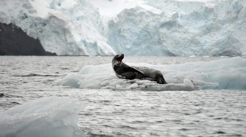 Leopard Leopard Seal Ice Glacier Antarctica