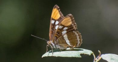 Butterfly decline was estimated using data from 72 locations with at least 10 years of data per location and more than 250 butterfly species, including this Adelpha bredowii, or California Sister. The total time span encompassed by the study is 42 years, from 1977 to 2018, and the average length of time series from individual sites was 21 years. CREDIT Chris Halsch, University of Nevada, Reno