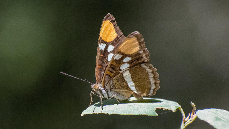 Butterfly decline was estimated using data from 72 locations with at least 10 years of data per location and more than 250 butterfly species, including this Adelpha bredowii, or California Sister. The total time span encompassed by the study is 42 years, from 1977 to 2018, and the average length of time series from individual sites was 21 years. CREDIT Chris Halsch, University of Nevada, Reno