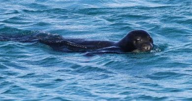 Adult monk seal. CREDIT Huseyin Yorganci