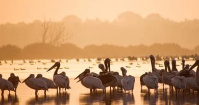 wetlands swamp marsh Great White Pelicans Birdwatching