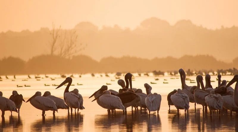 wetlands swamp marsh Great White Pelicans Birdwatching