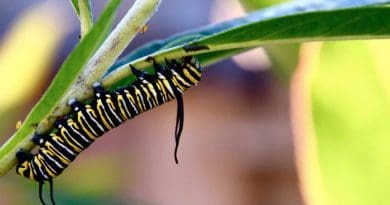 A monarch butterfly caterpillar. Monarchs are intolerant of freezing weather, and typically overwintered in Mexico. They now are overwintering in California, thanks to milder winter temperatures. CREDIT Noah Whiteman, UC Berkeley