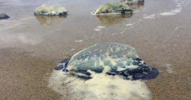 Velella velella, also called "by-the-wind sailor" jellies, that washed ashore at Moolack Beach, Oregon, in 2018. CREDIT COASST