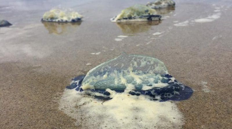 Velella velella, also called "by-the-wind sailor" jellies, that washed ashore at Moolack Beach, Oregon, in 2018. CREDIT COASST