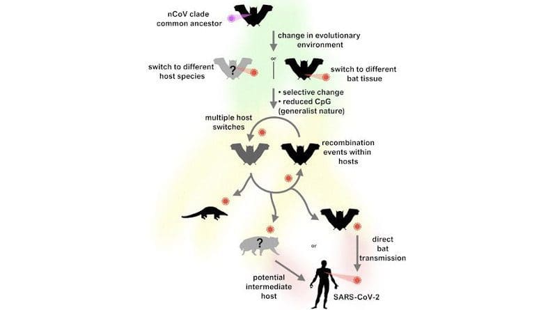 Schematic of our proposed evolutionary history of the nCoV clade and putative events leading to the emergence of SARS-CoV-2. CREDIT MacLean OA, et al. (2021), Natural selection in the evolution of SARS-CoV-2 in bats created a generalist virus and highly capable human pathogen. PLoS Biol 19(3): e3001115. CC-BY