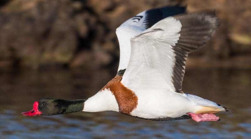 A Shelduck in flight. CREDIT ©Philip Croft/BTO