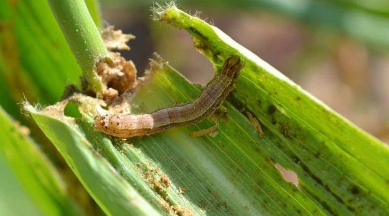 Zimbabwe smallholder maize-growing households blighted by fall armyworm are 12% more likely to experience hunger. CREDIT CABI