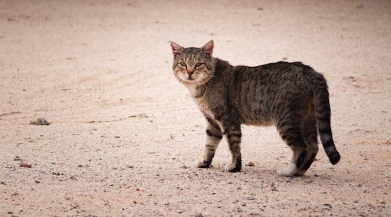 Stray Cat, California City, CA, USA. Credit: Brian Wangenheim on Unsplash