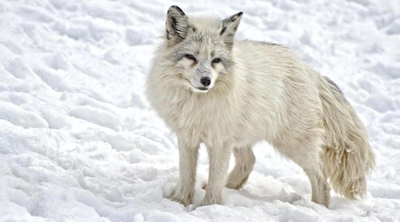 arctic fox