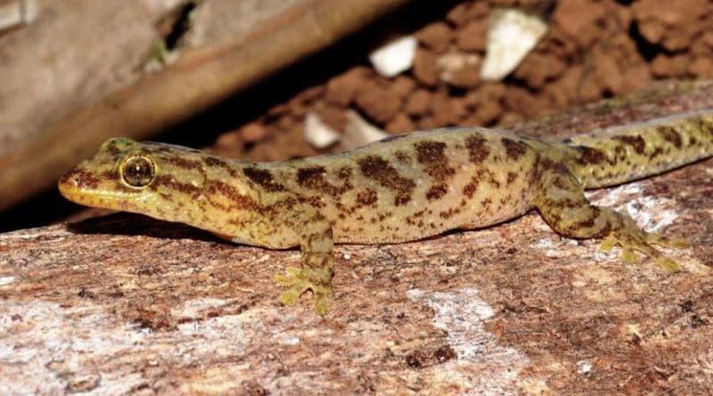 One of the Australian-native, critically endangered lizard species: Lister's gecko. CREDIT Parks Australia.