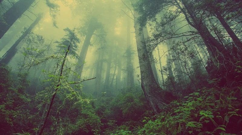 Forest Mist Nature Trees Mystic Atmospheric Fog