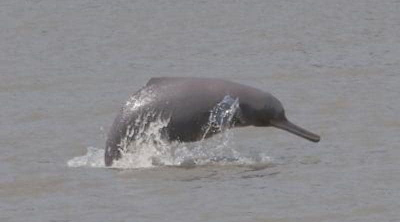 A Ganges River dolphin surfaces in Bangladesh. CREDIT Mansur/WCR Bangladesh