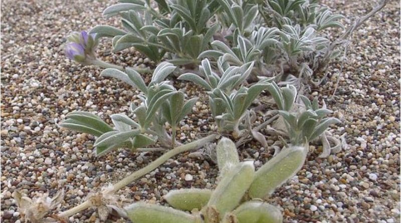 Climate change represents a specific extinction threat for an endangered coastal lupine plant known as Tidestrom's lupine (Lupinus tidestromii), found at the Point Reyes National Seashore, California, United States. CREDIT Eleanor Pardini, Washington University in St. Louis
