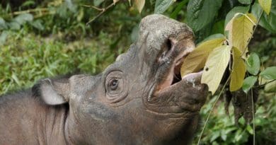 Photo of Kertam, a young male Sumatran rhinoceros from Borneo whose genome was sequenced for this study. CREDIT Scuba Zoo